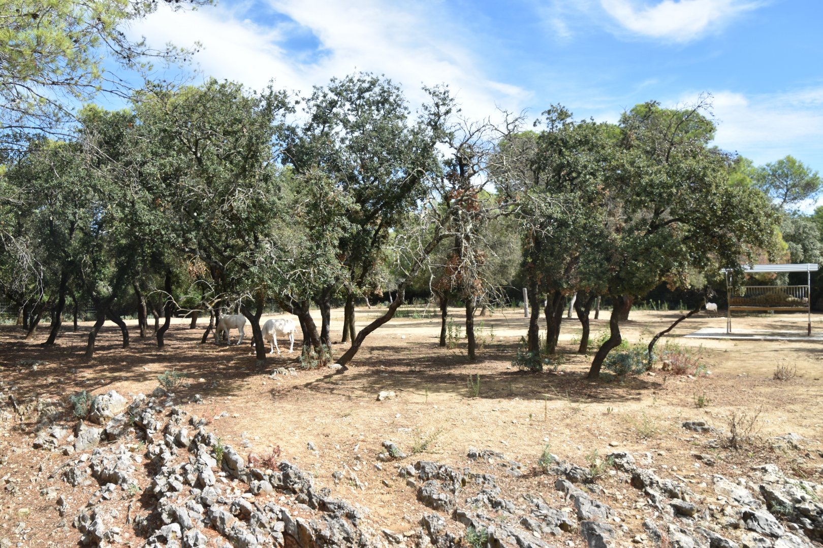 Addax and Arabian oryx mixed exhibit