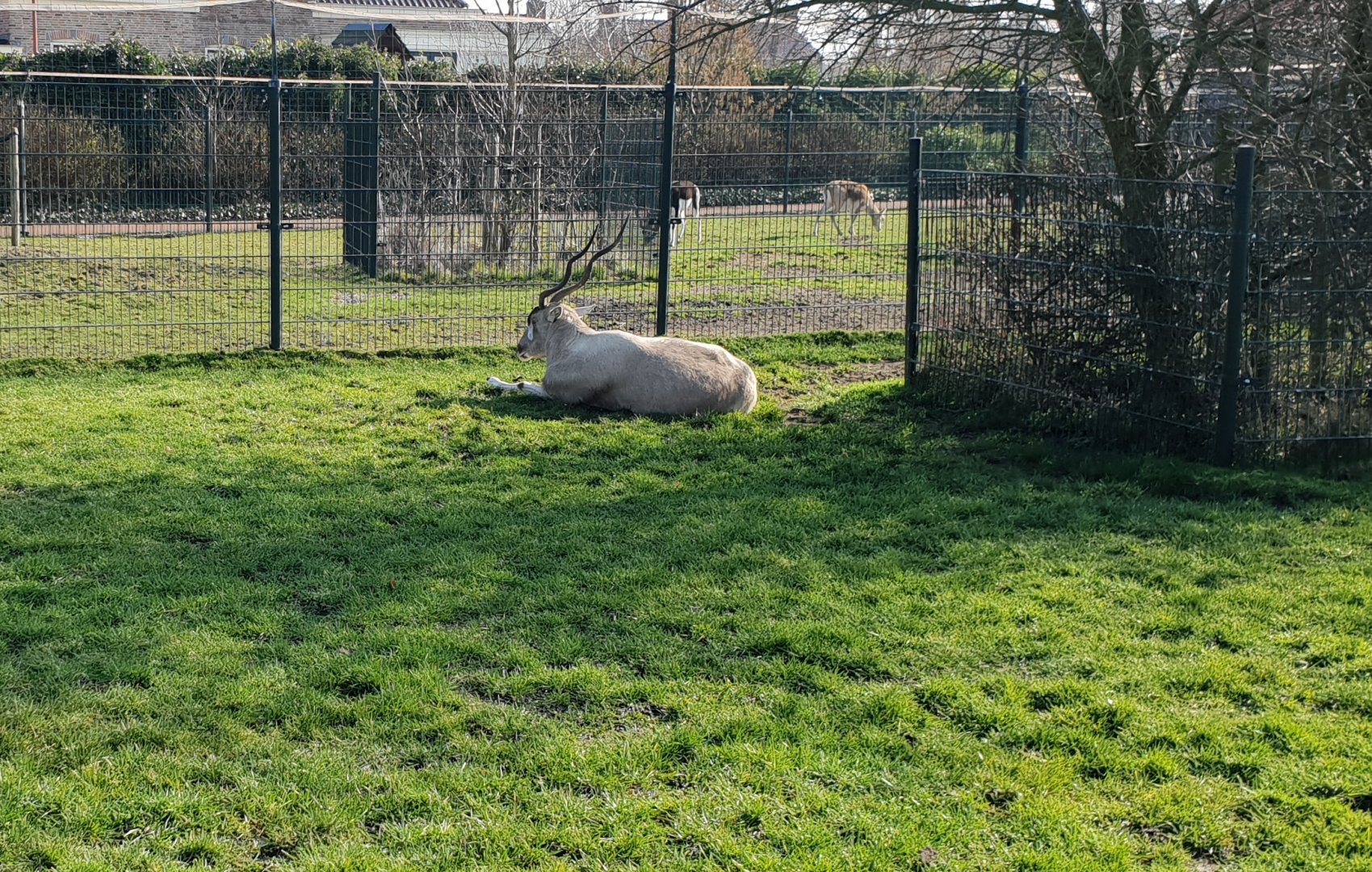 Addax and Blackbuck enclosures
