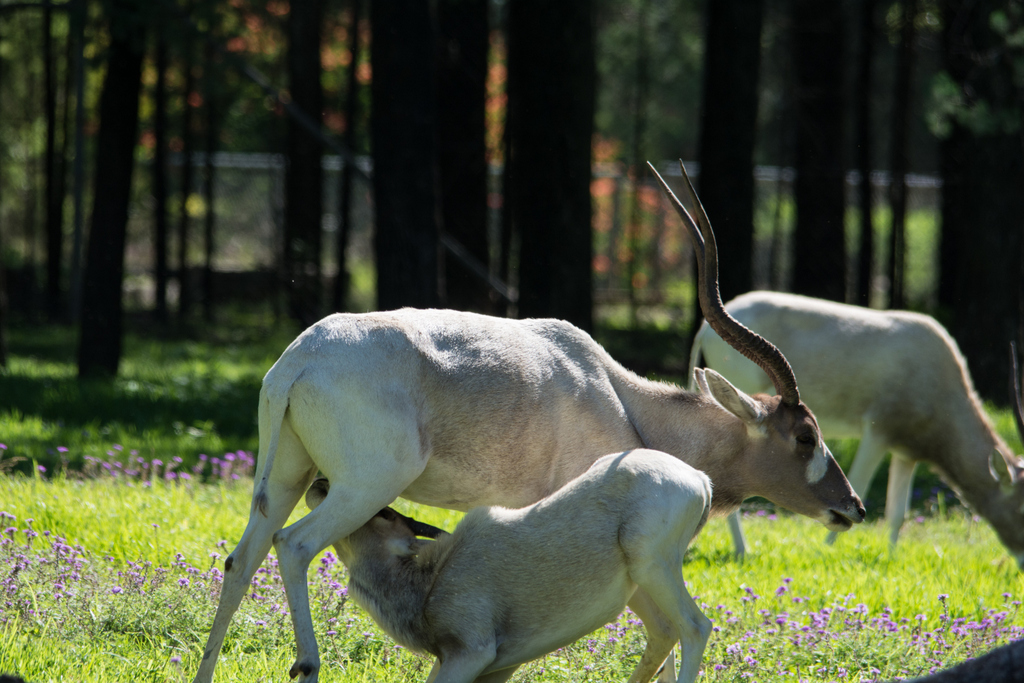 Addax and calf - Taronga Western Plains Zoo visit April 2014