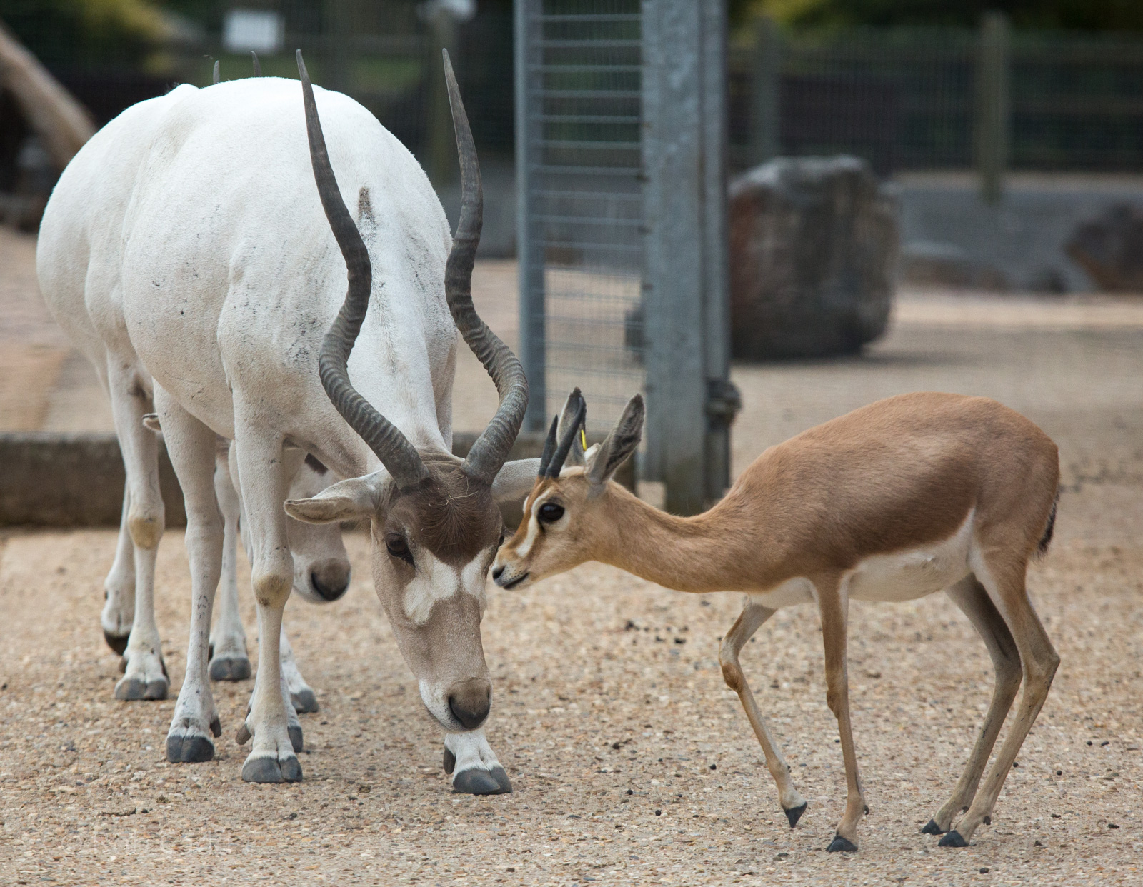 Addax and Dorcas gazelle : Marwell : 08 Aug 2014