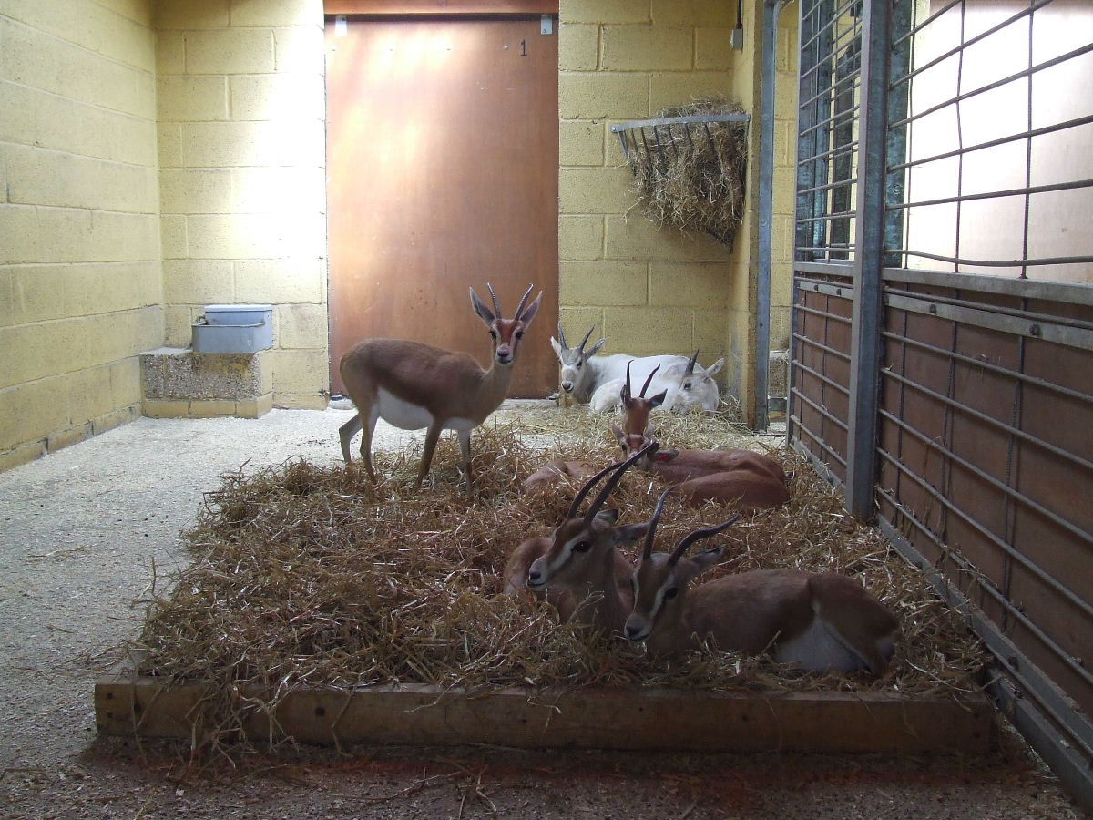 Addax and Dorcas Gazelle stalls, African Aridlands House
