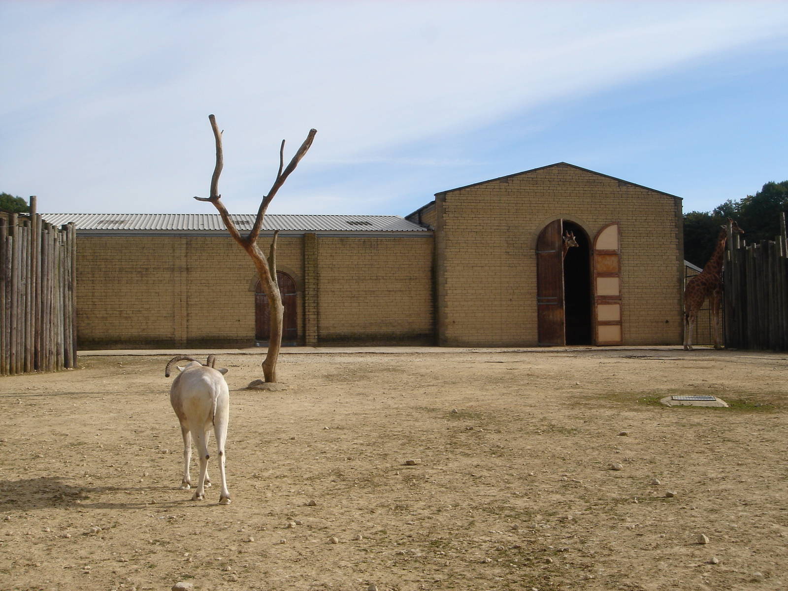 Addax and Giraffe 2009