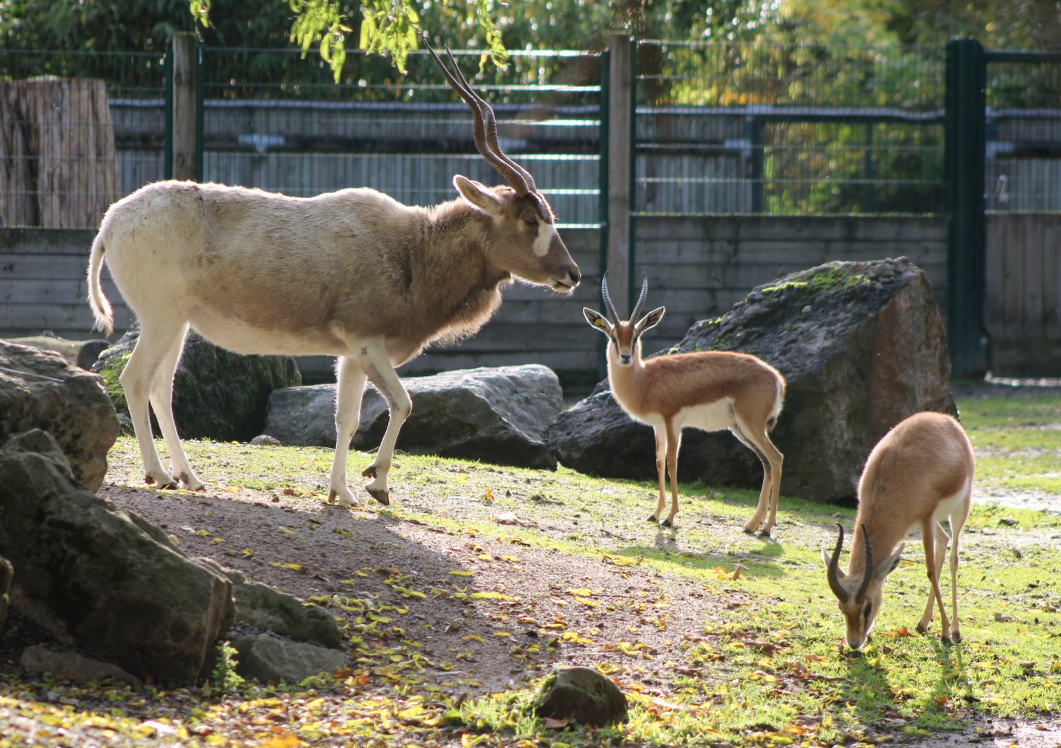 Addax and Kordofan dorcas gazelles