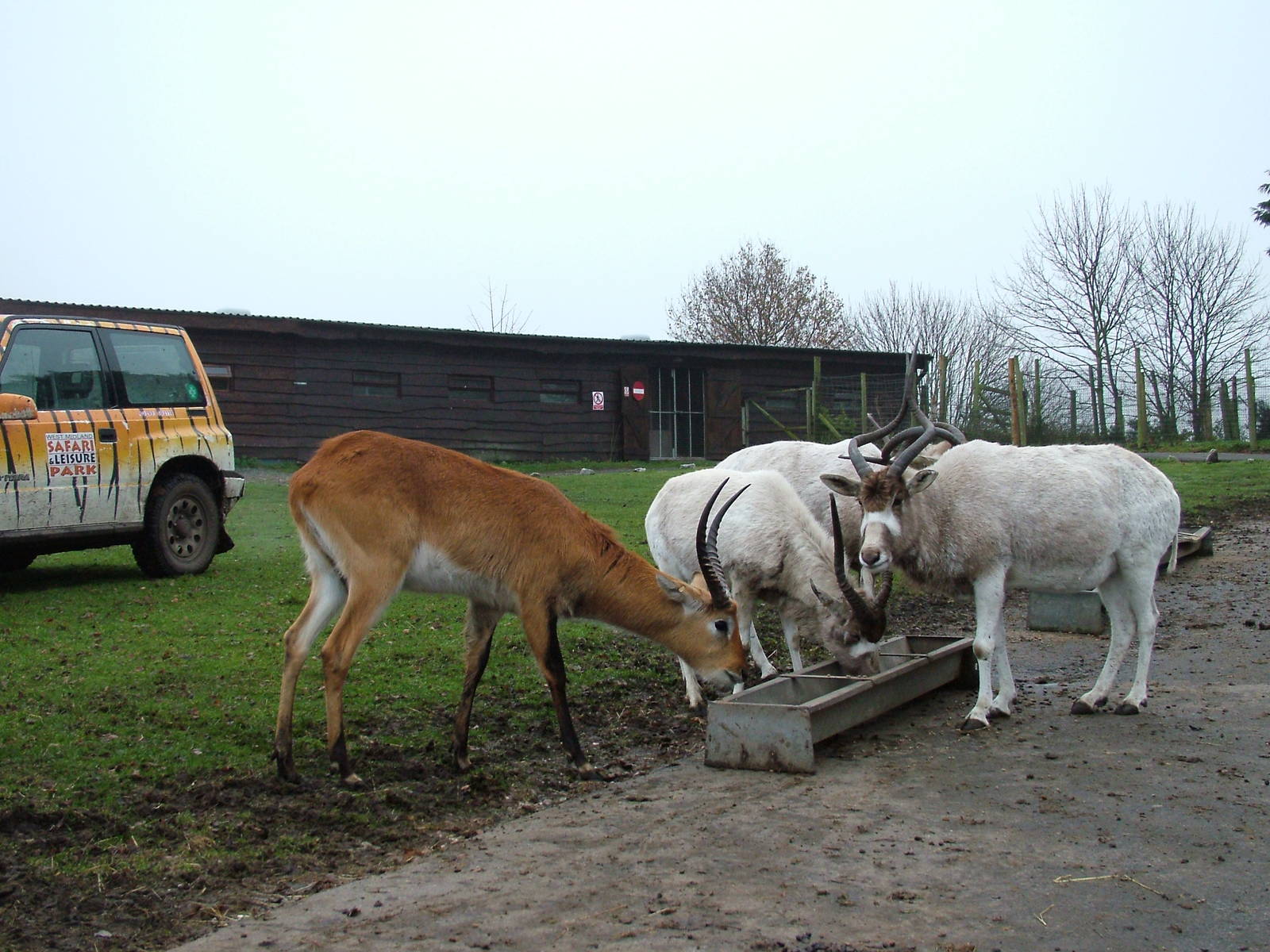 Addax and Lechwe at West Mids Nov 08