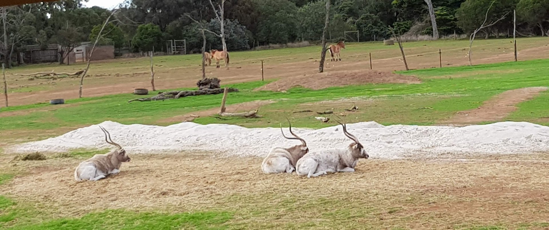 Addax and Przewalskii horses