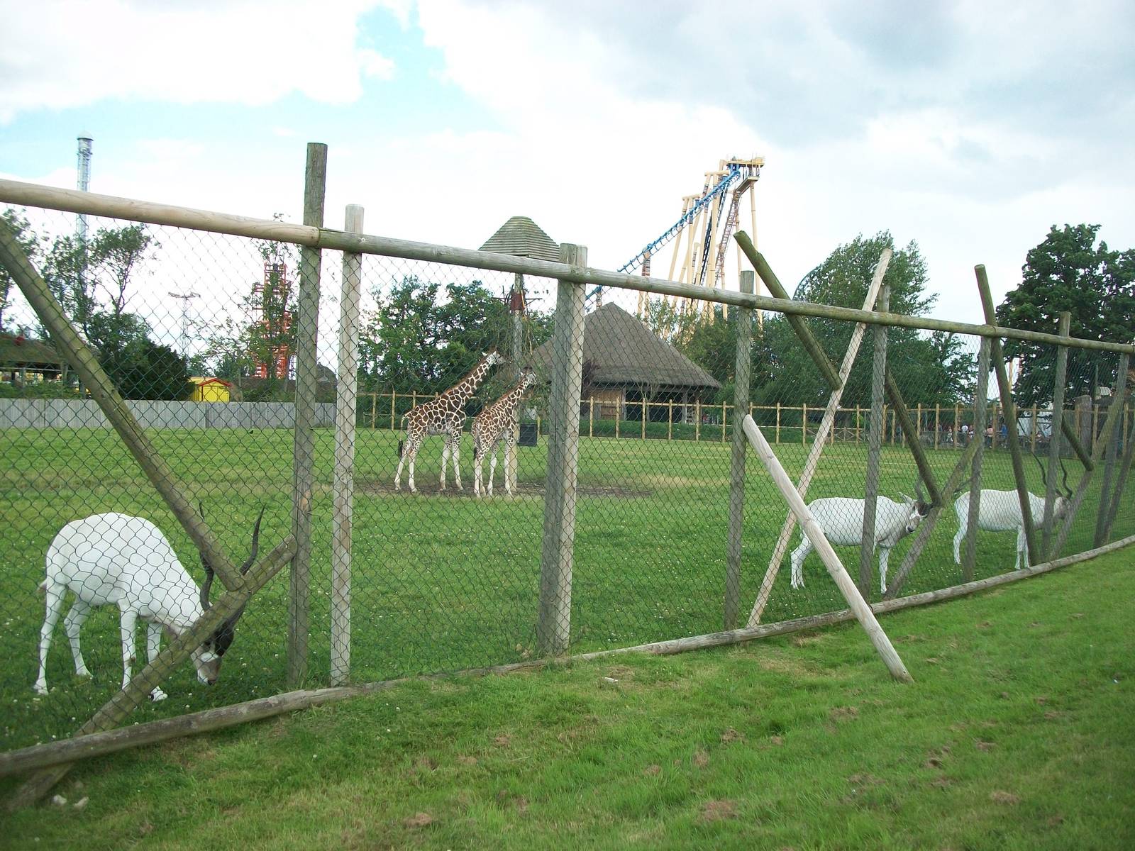 Addax and Rothschild's Giraffe paddock, 7th July 2014