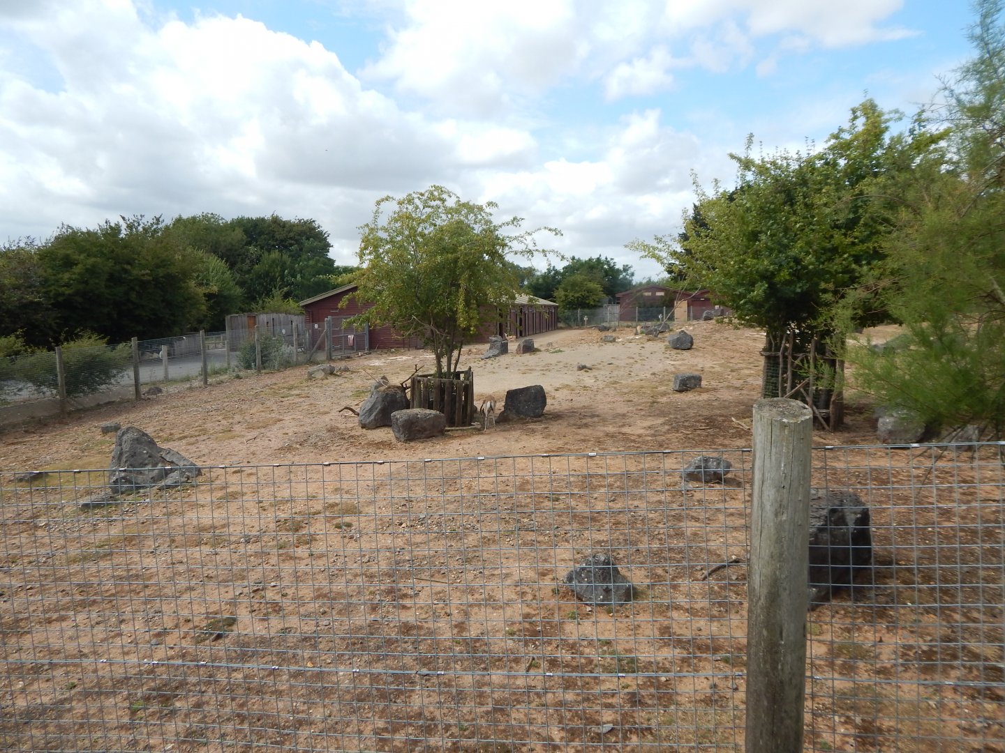 Addax and Saharan dorcas exhibit 150725
