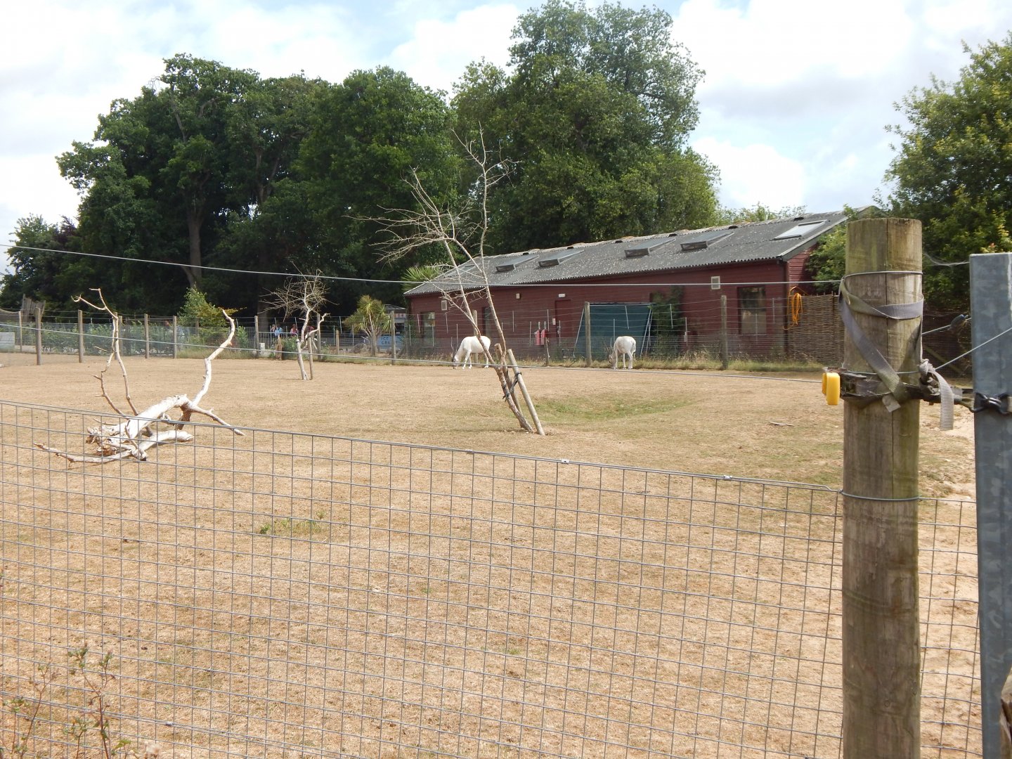 Addax and Saharan dorcas exhibit 150725