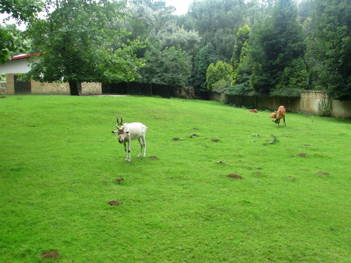 Addax and Sitatunga enclosure