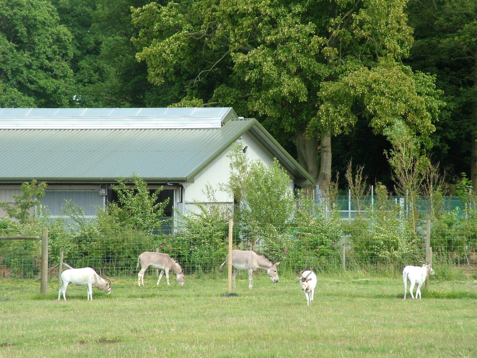 Addax and Somali Wild Ass at Woburn 20/06/09