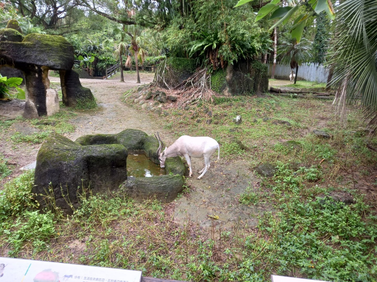Addax and Somali Wild Ass exhibit