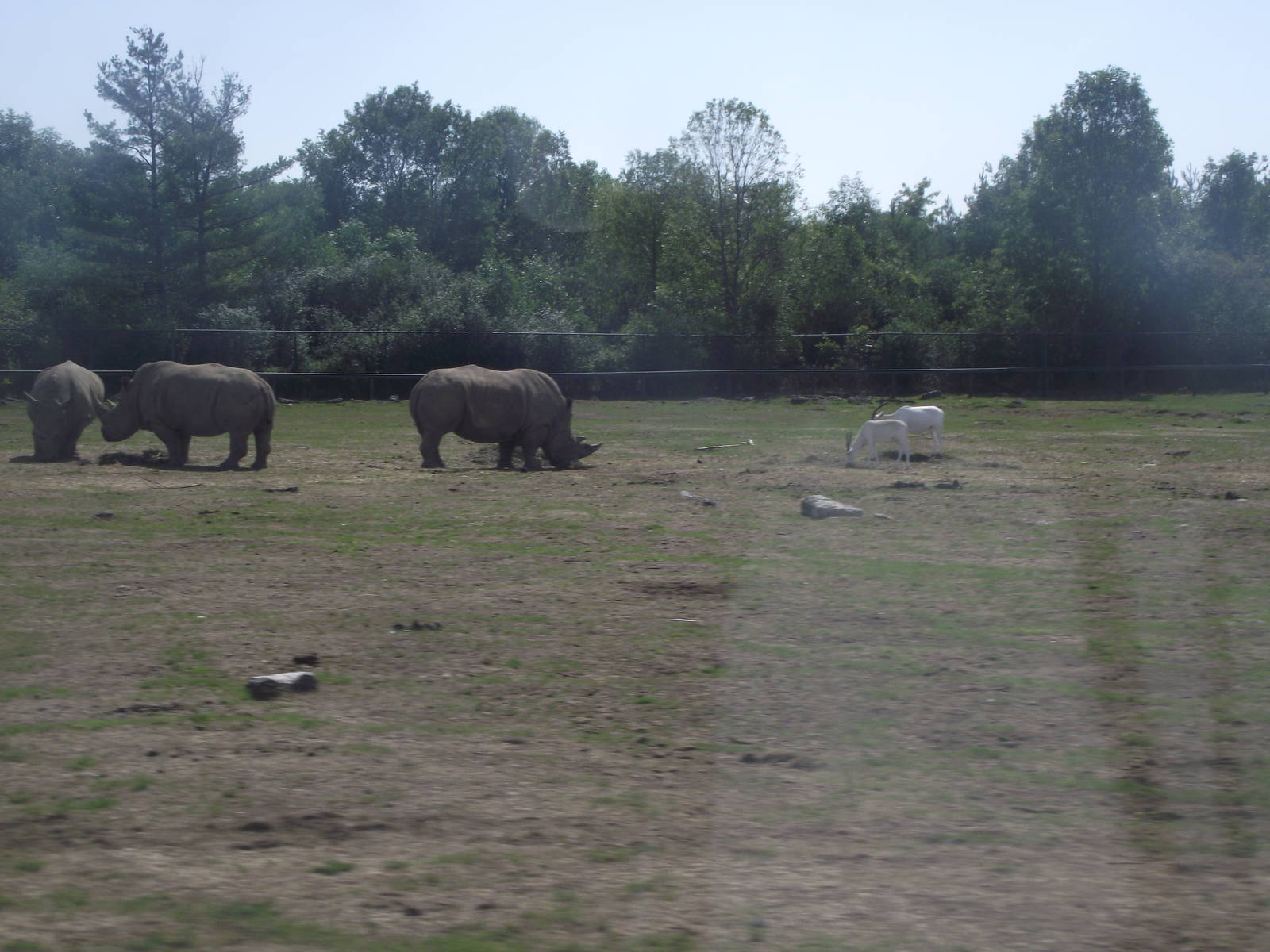 Addax and Southern White Rhinocerous