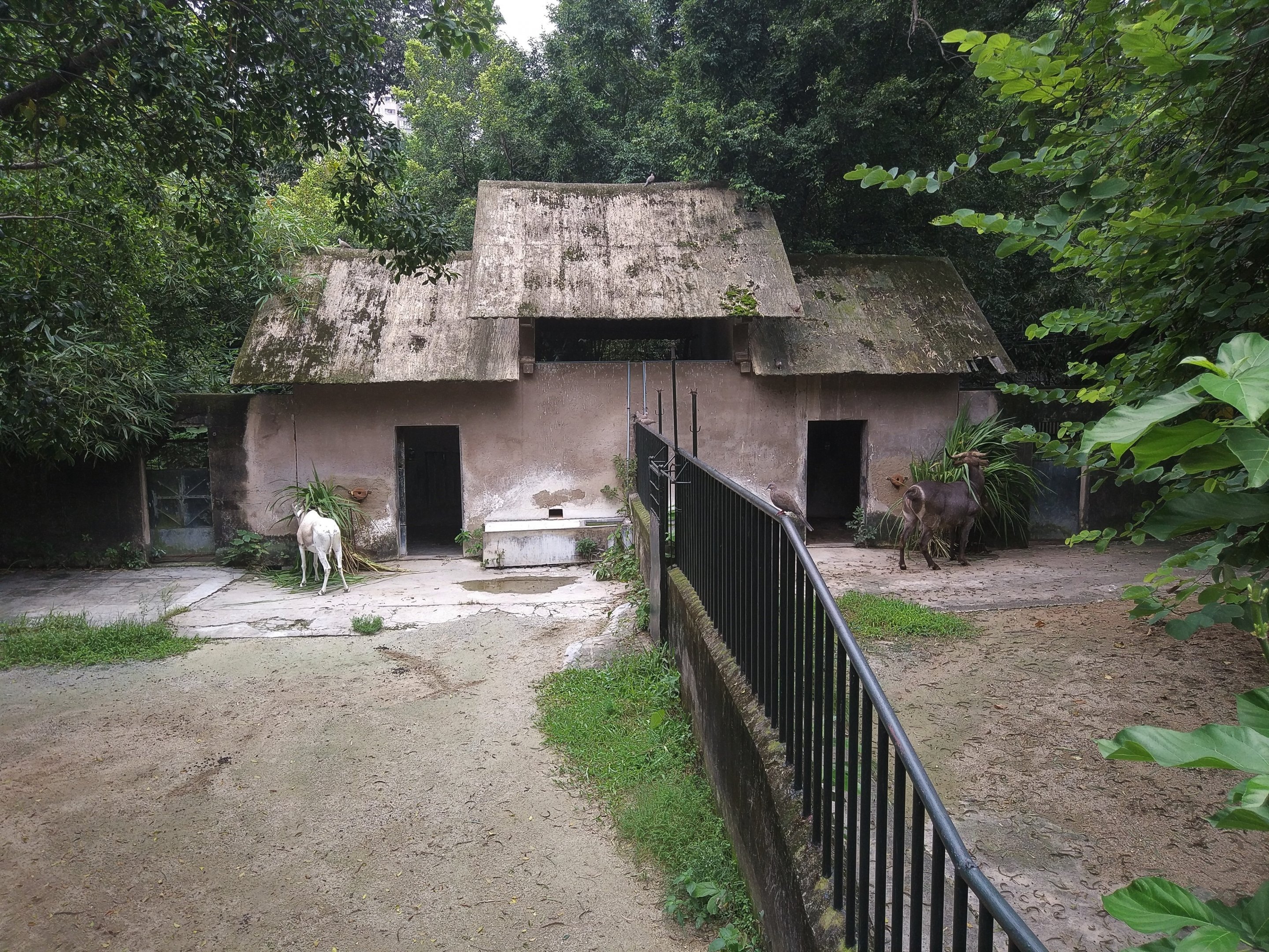 Addax and Waterbuck Exhibits