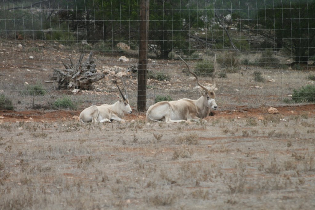 Addax and young