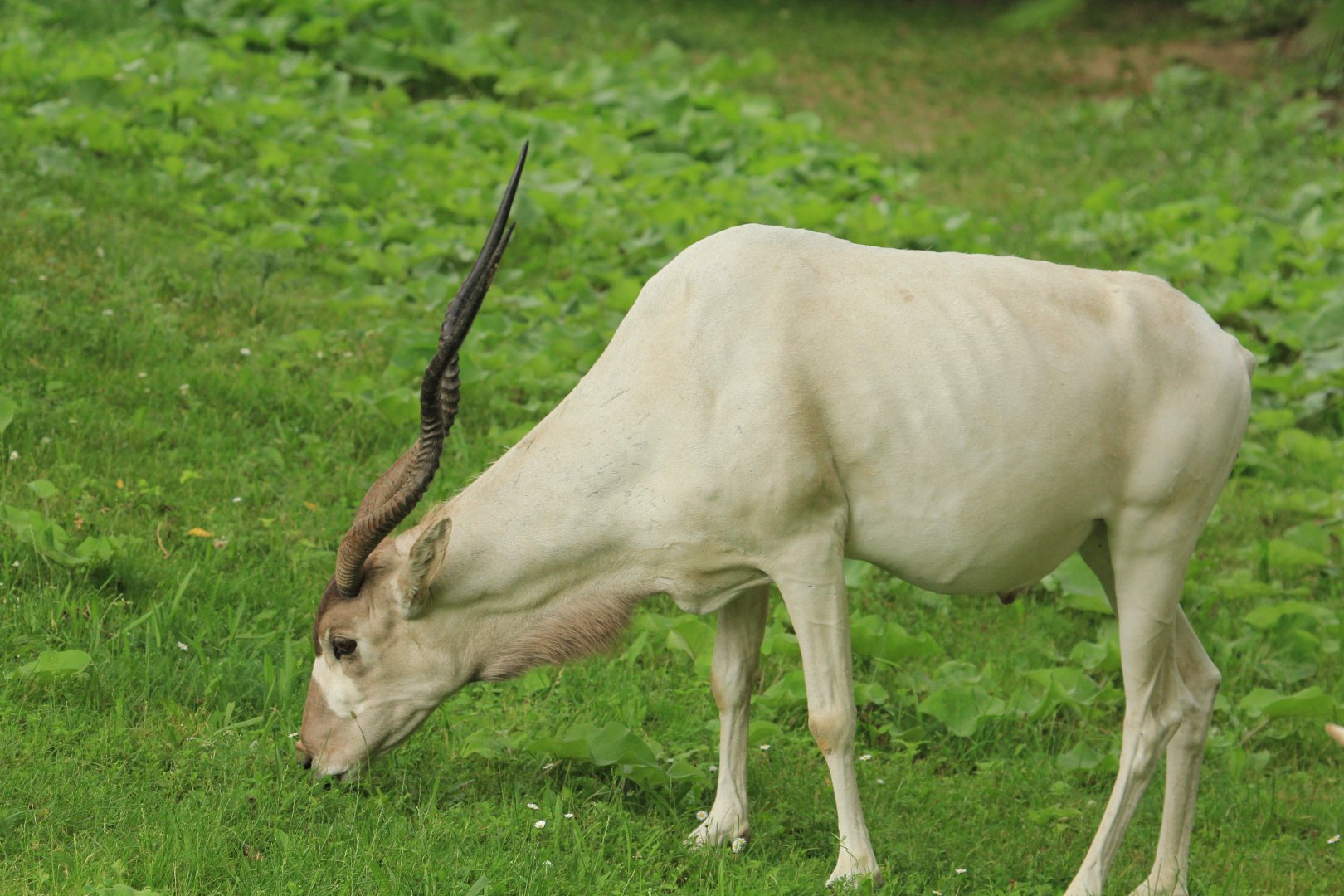 Addax antelope (May 2018)