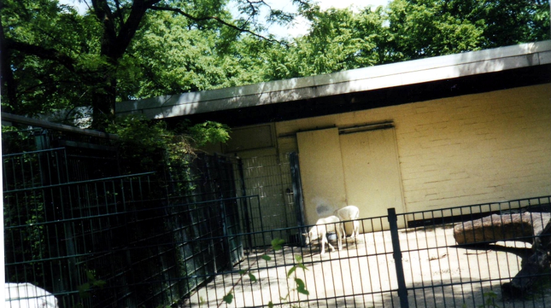 Addax antelopes at Gelsenkirchen