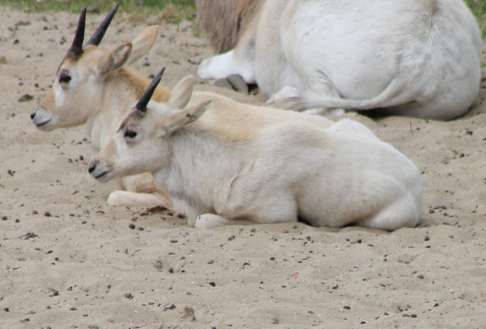 Addax-antilope calves