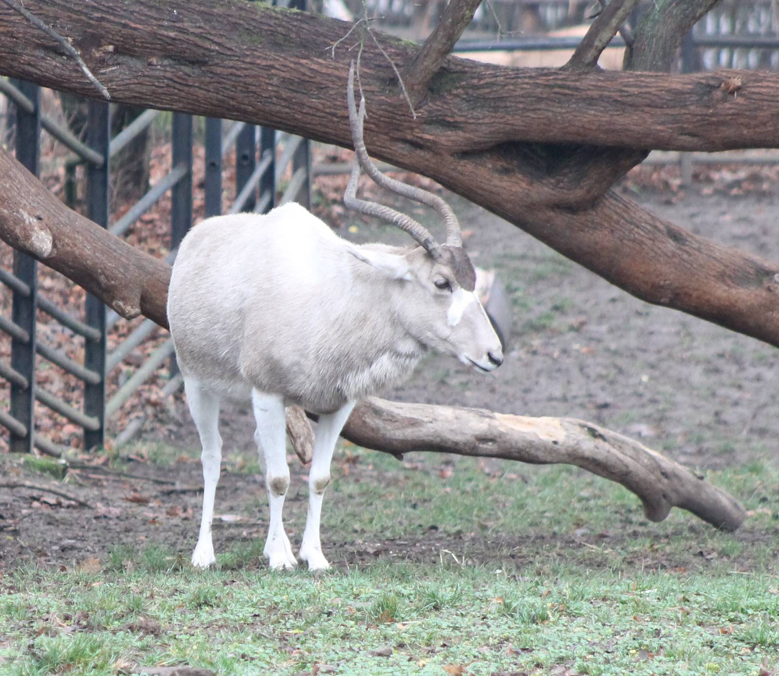 Addax antilope