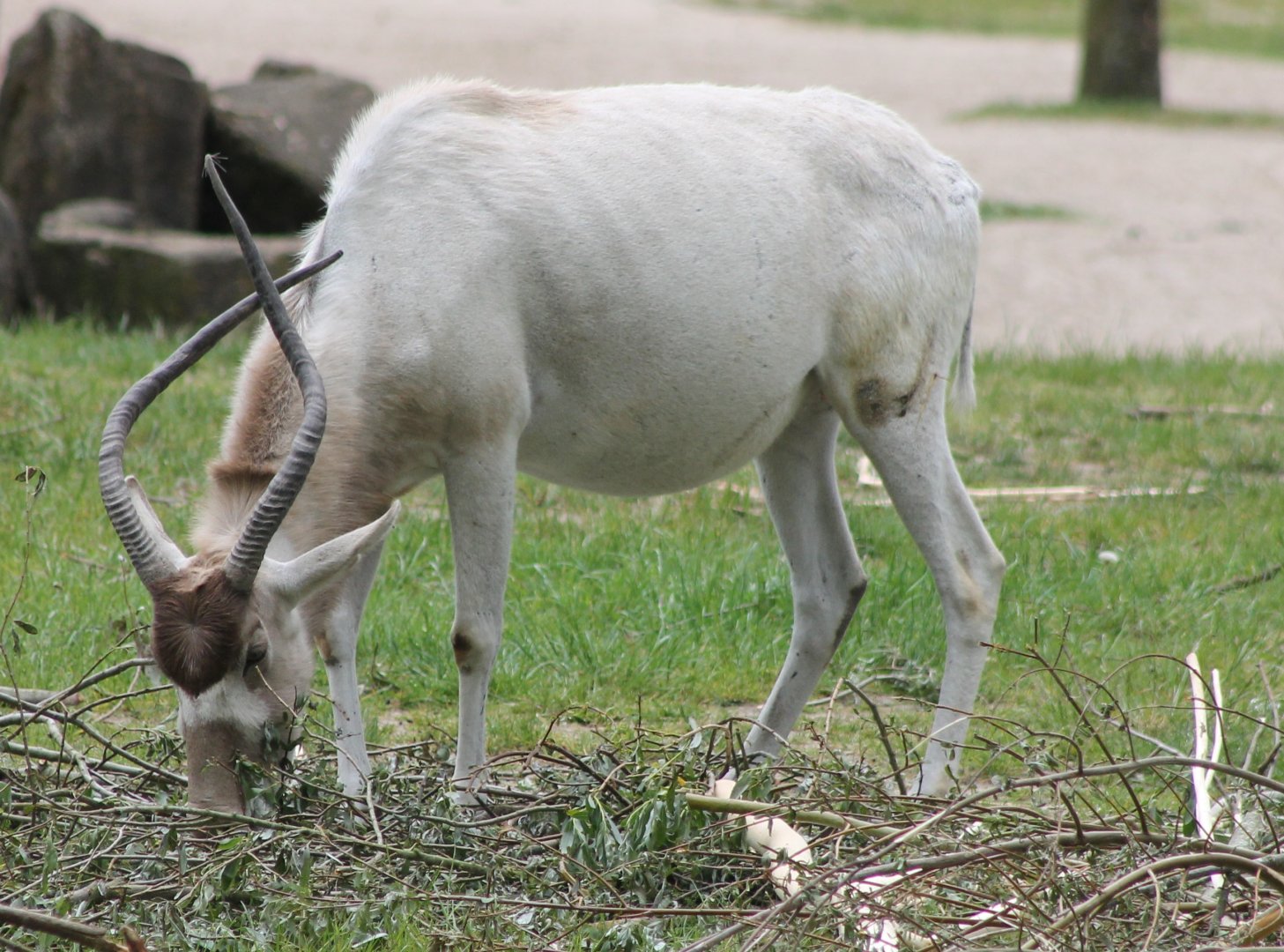 Addax-antilope