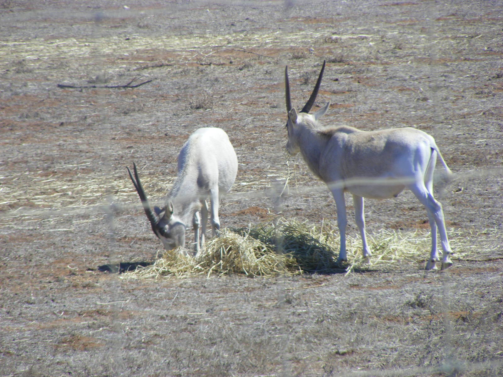 Addax - April, 2010