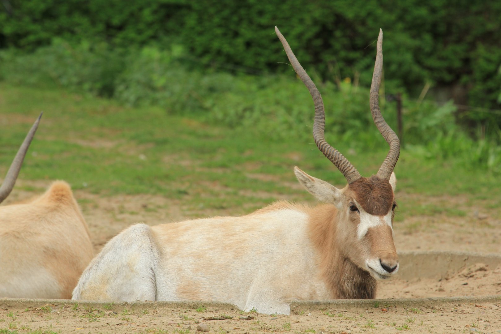 Addax (April 2018)