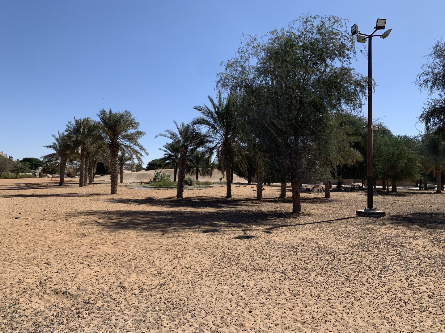 Addax, Arabian gazelle, sand gazelle and Arabian oryx exhibit
