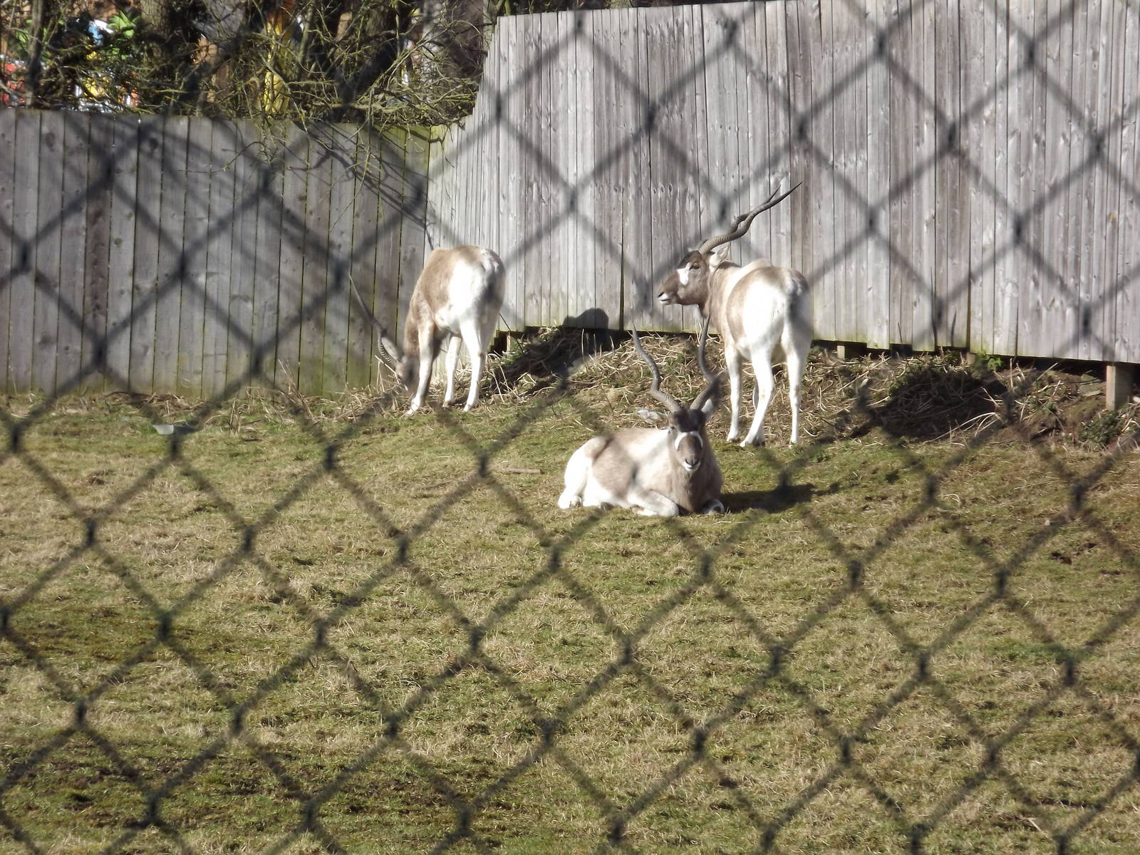 Addax at Flamingoland 19/02/12