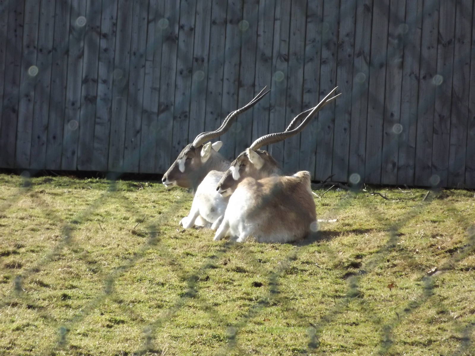 Addax at Flamingoland 19/02/12