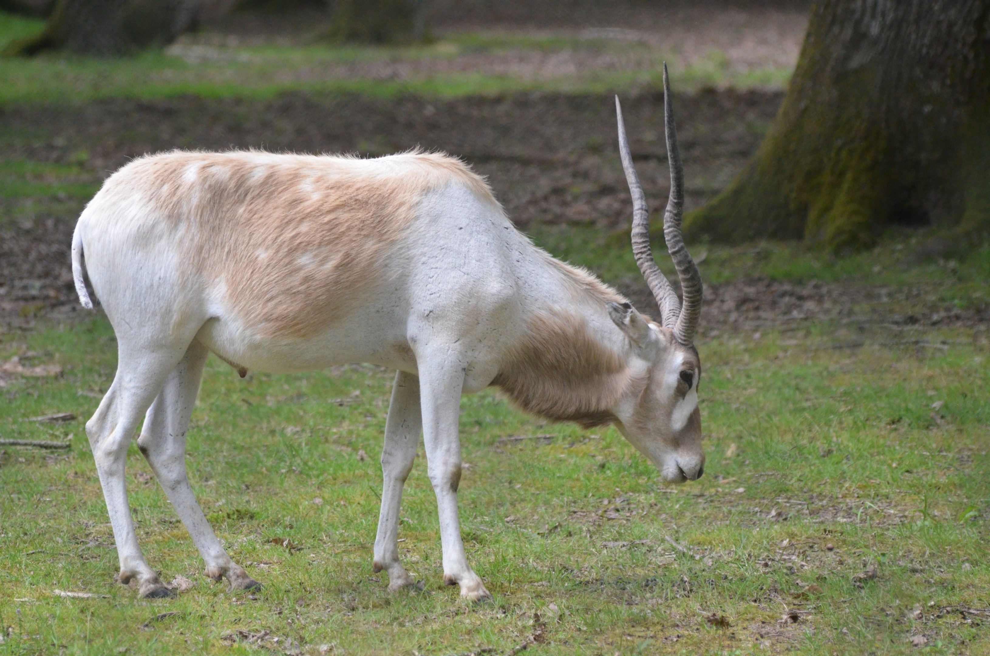 Addax at Haute-Touche, 14/06/18