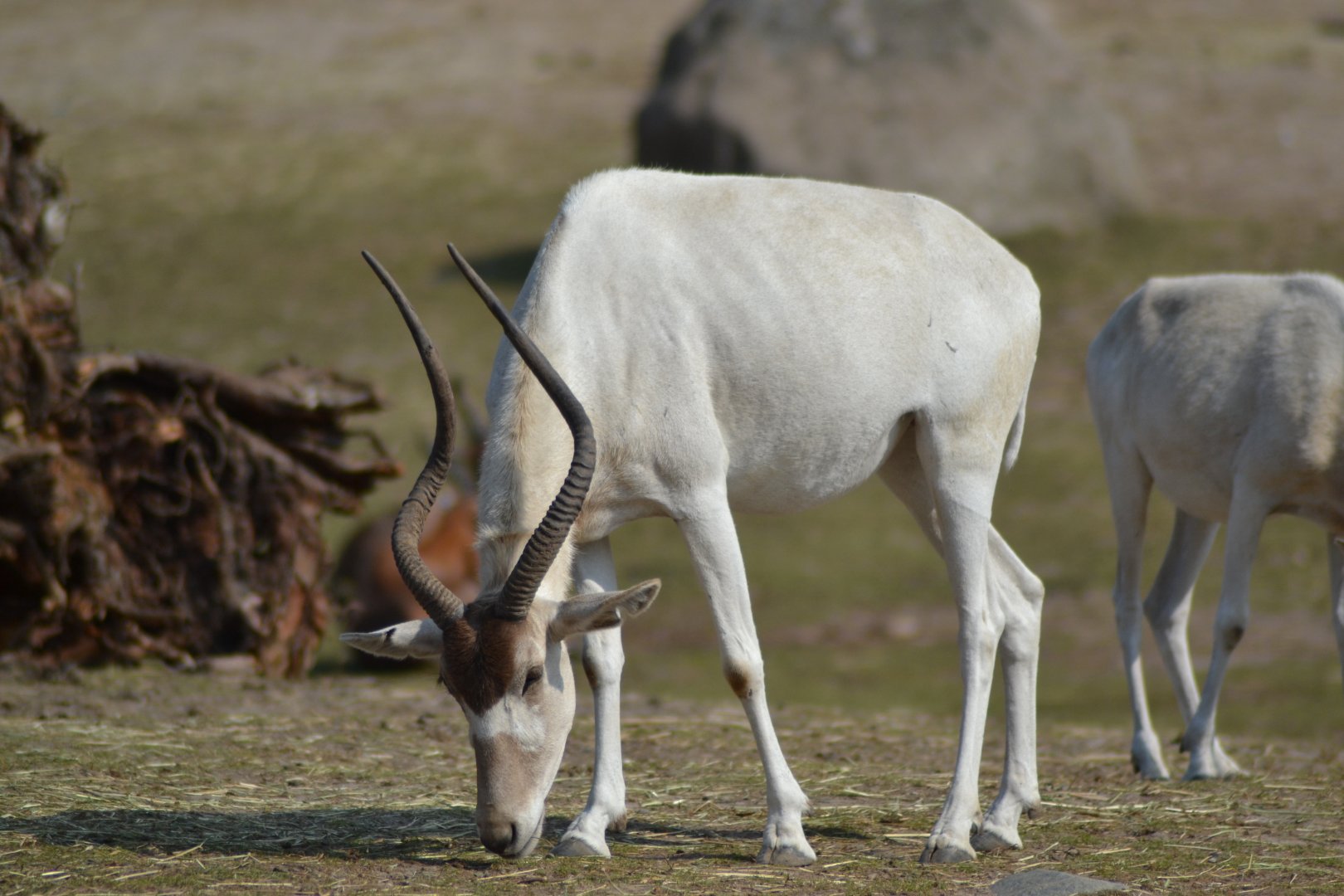 Addax at Kolmården