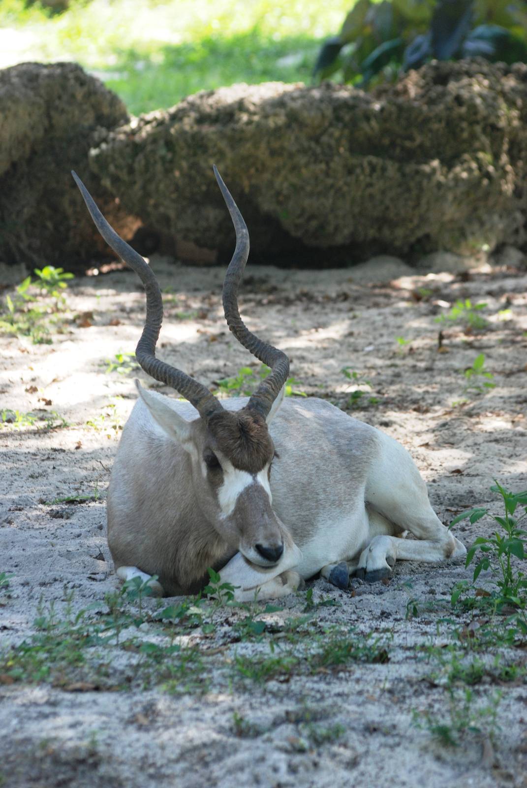 Addax at Miami, 12/10/13