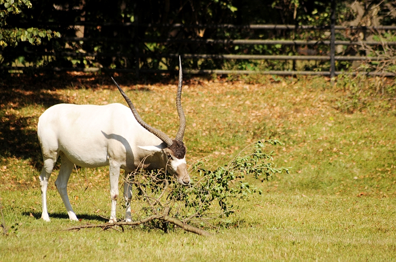 Addax at Praha Zoo