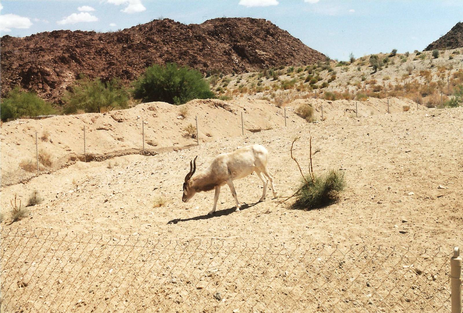 Addax at The Living Desert, 1998