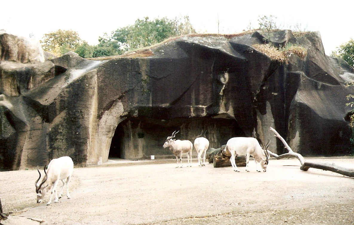 Addax at Vincennes 2002