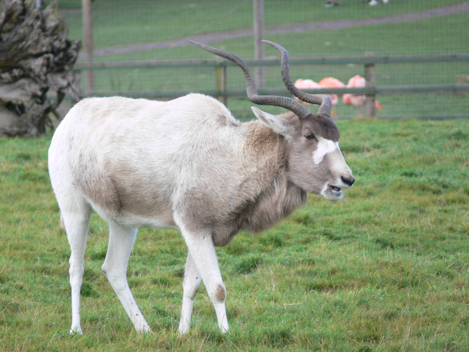Addax at Yorkshire WP 01/11/12