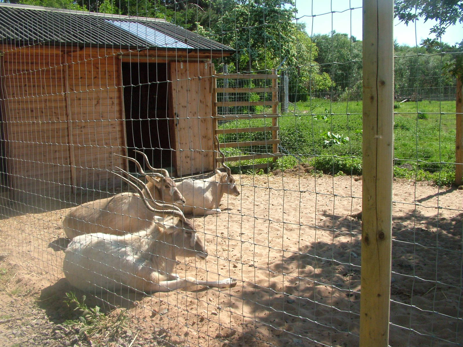 Addax at Yorkshire WP 02/05/11