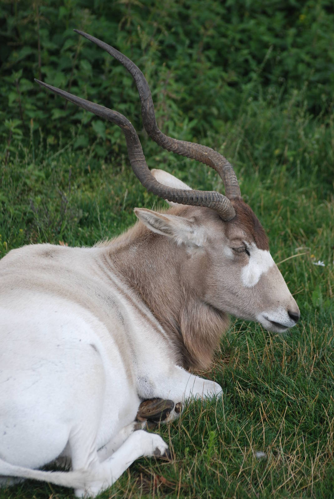 Addax at Yorkshire WP, 07/08/11