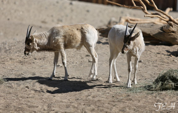 addax babies