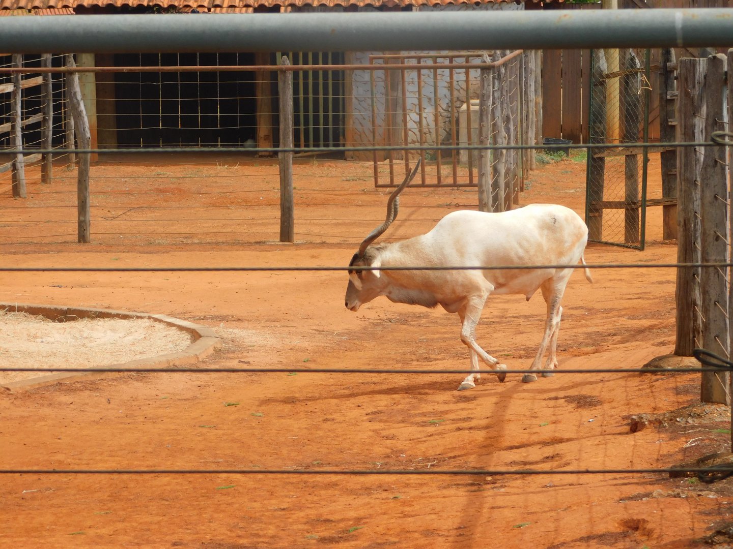 Addax - Brasilia zoo