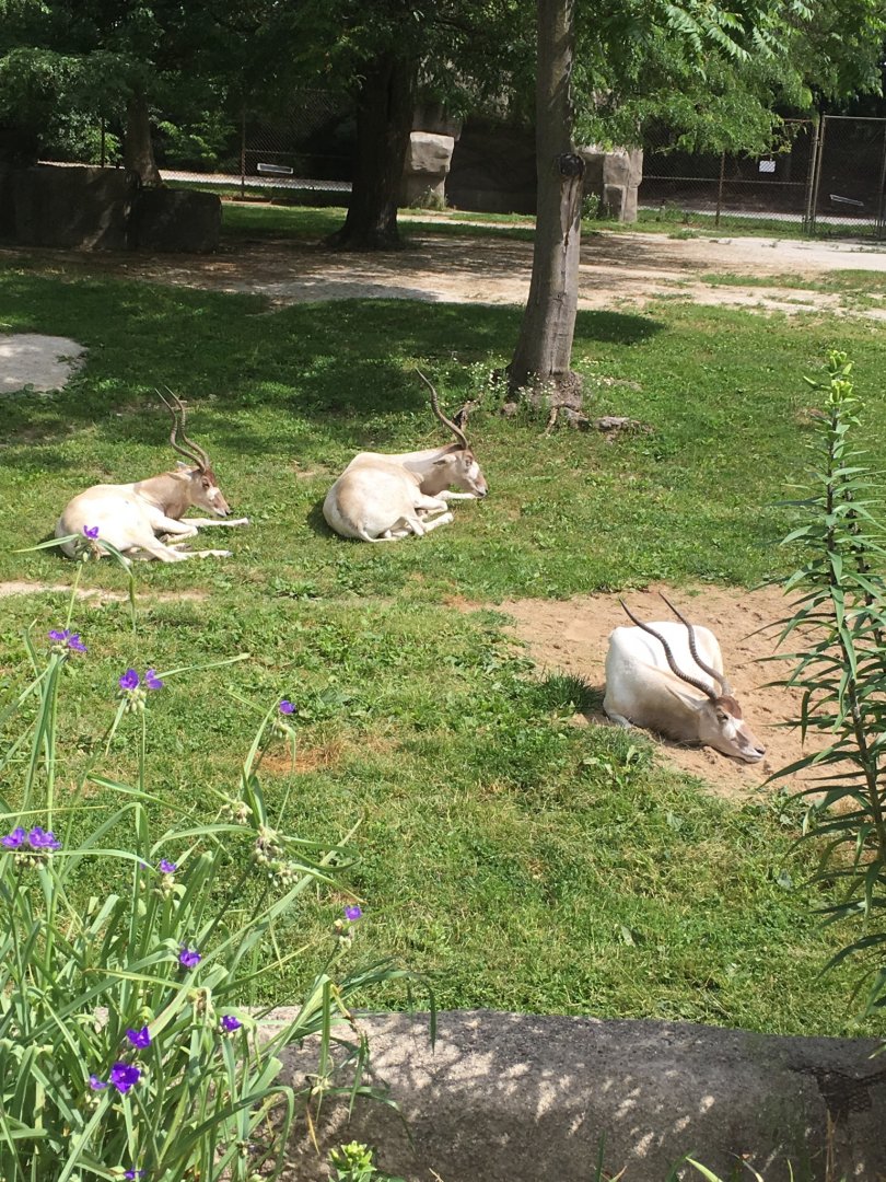 Addax | Brookdield Zoo