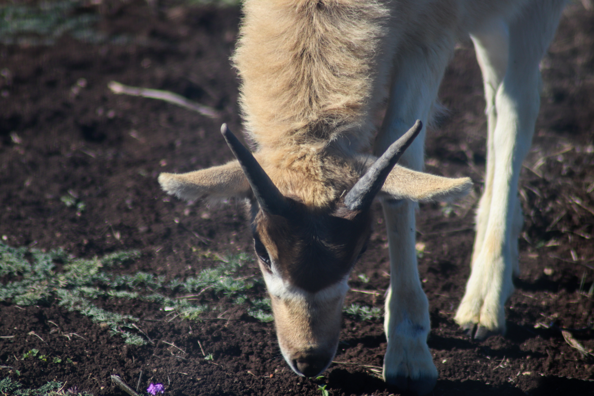 Addax Calf (Addax nasomaculatus)