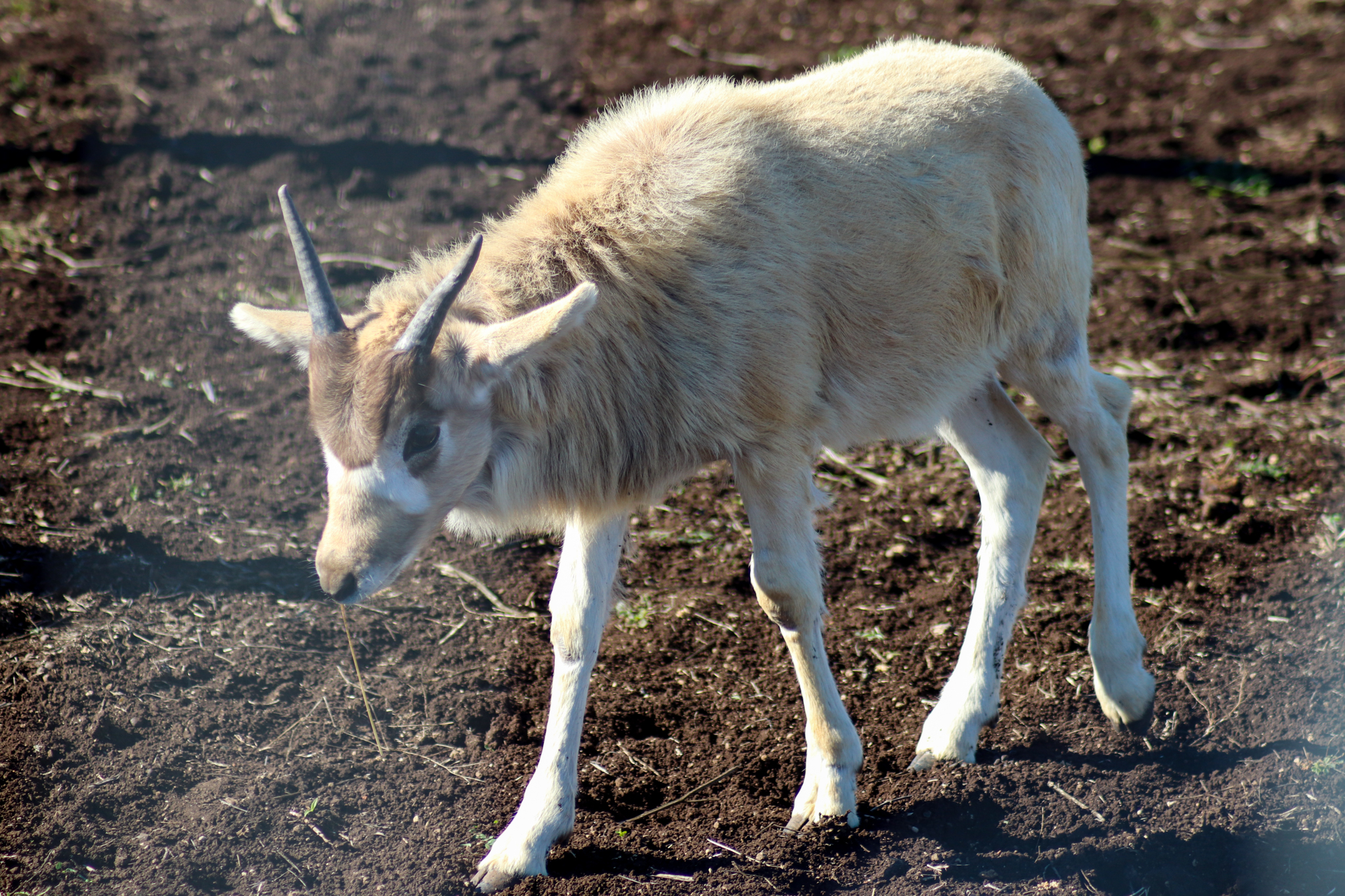 Addax Calf (Addax nasomaculatus)