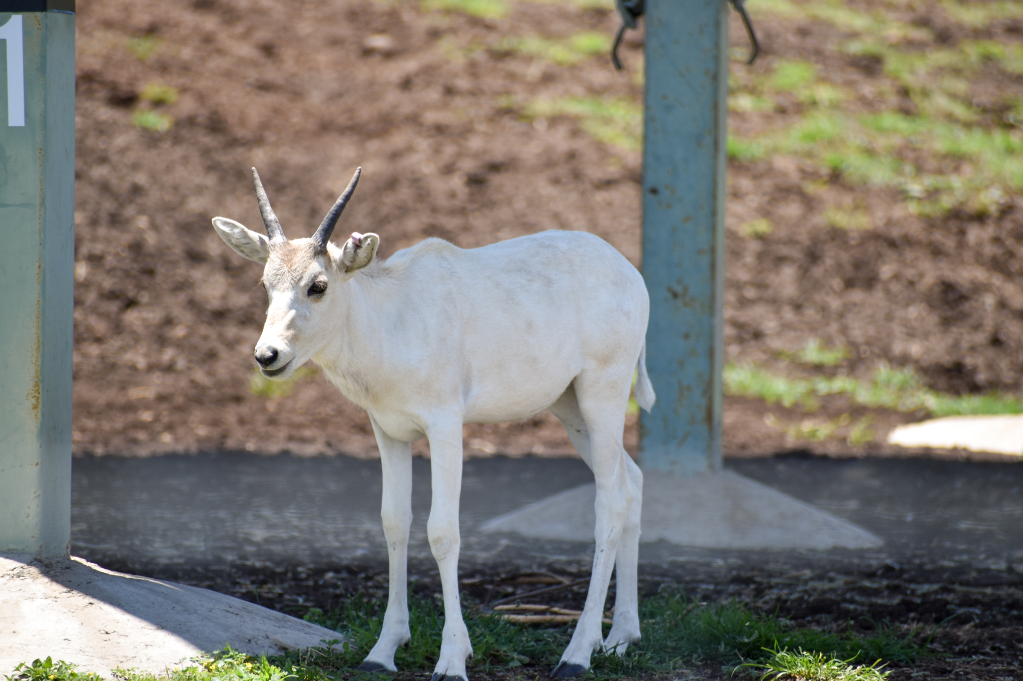 Addax Calf (Addax nasomaculatus)