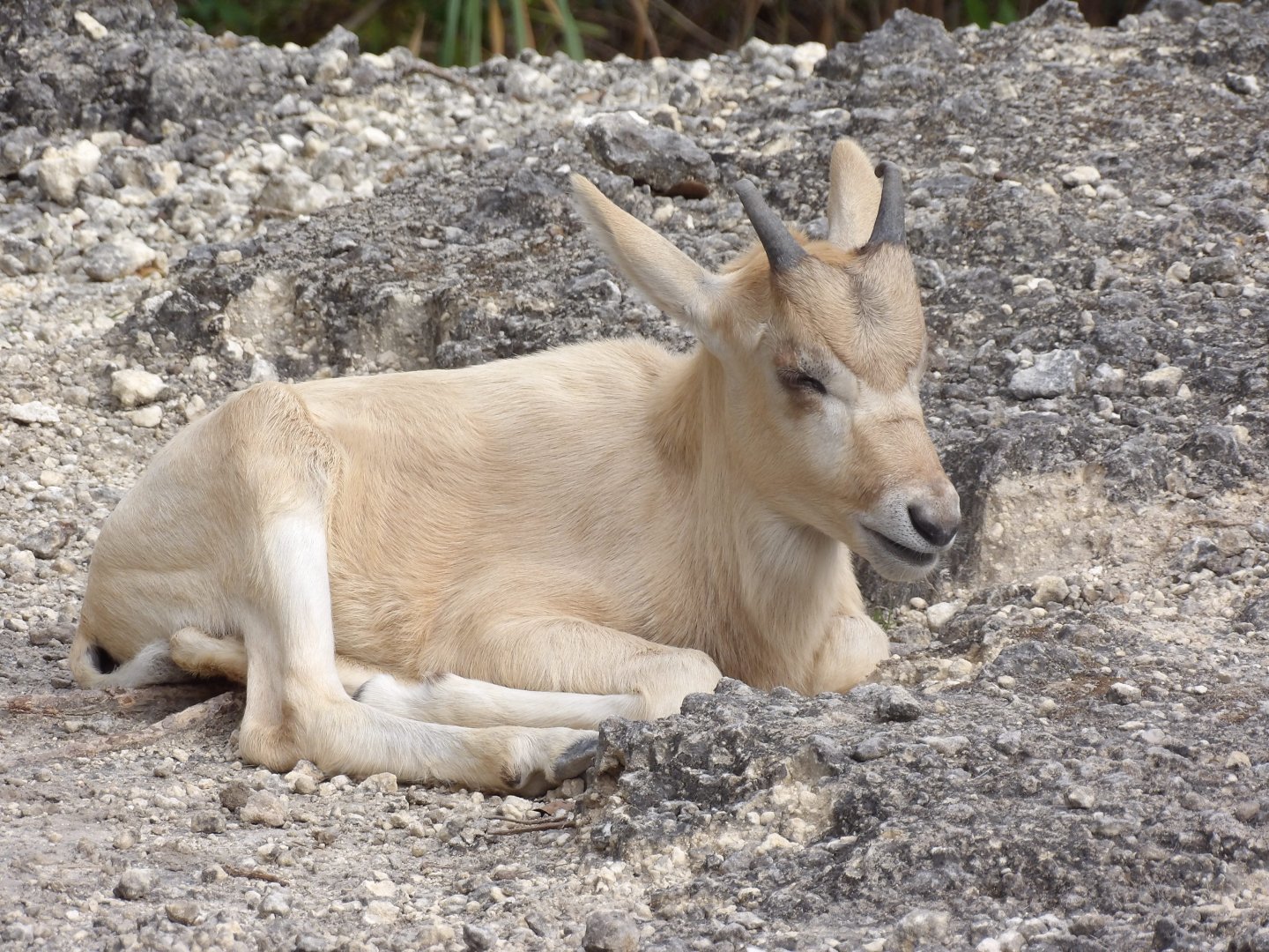 Addax calf(Addax nasomaculatus)