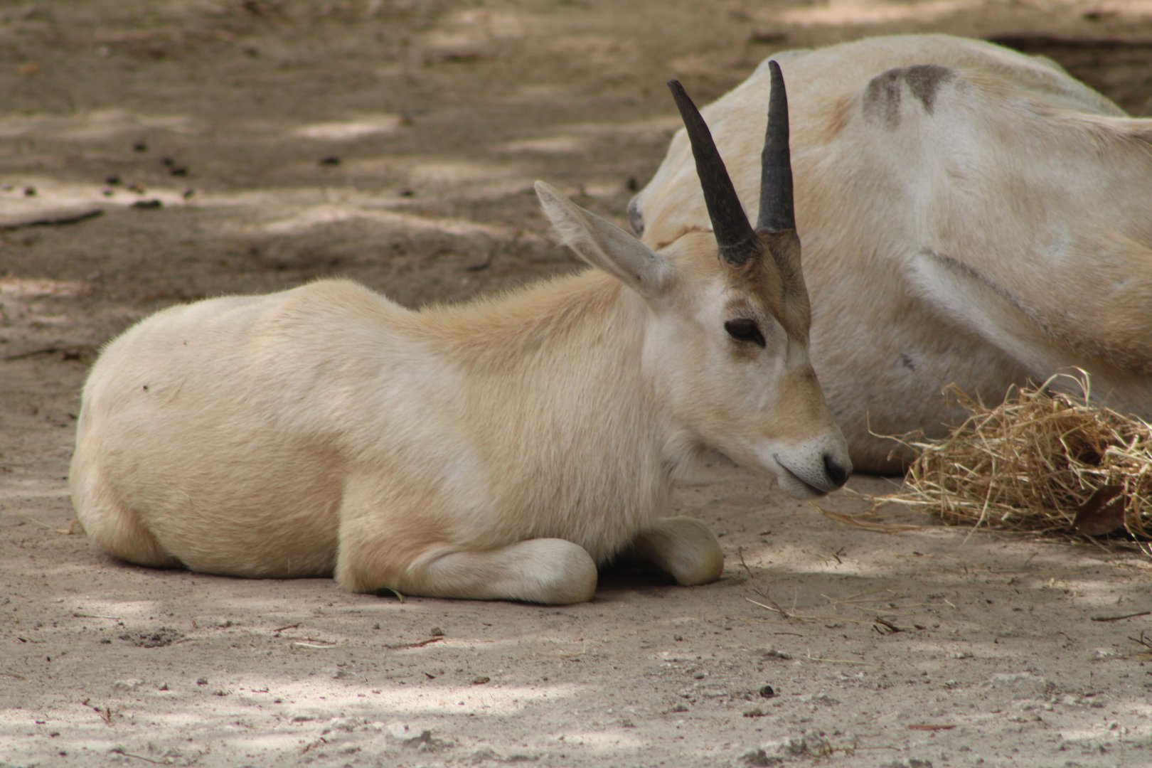 Addax Calf (Addax nasomaculatus)