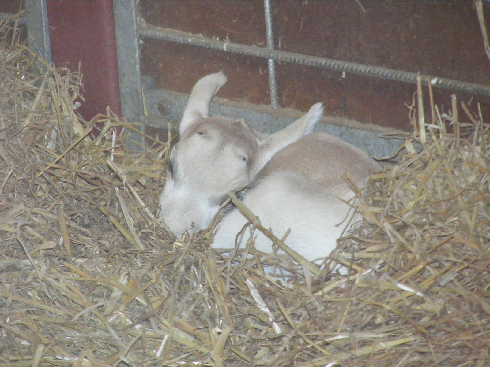 Addax calf at Marwell Wildlife, 6 March 2010