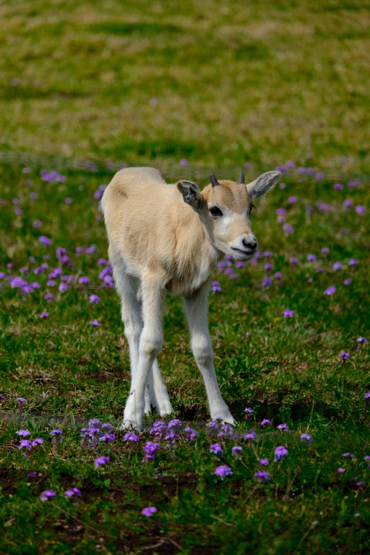 Addax Calf - Darling Downs Zoo