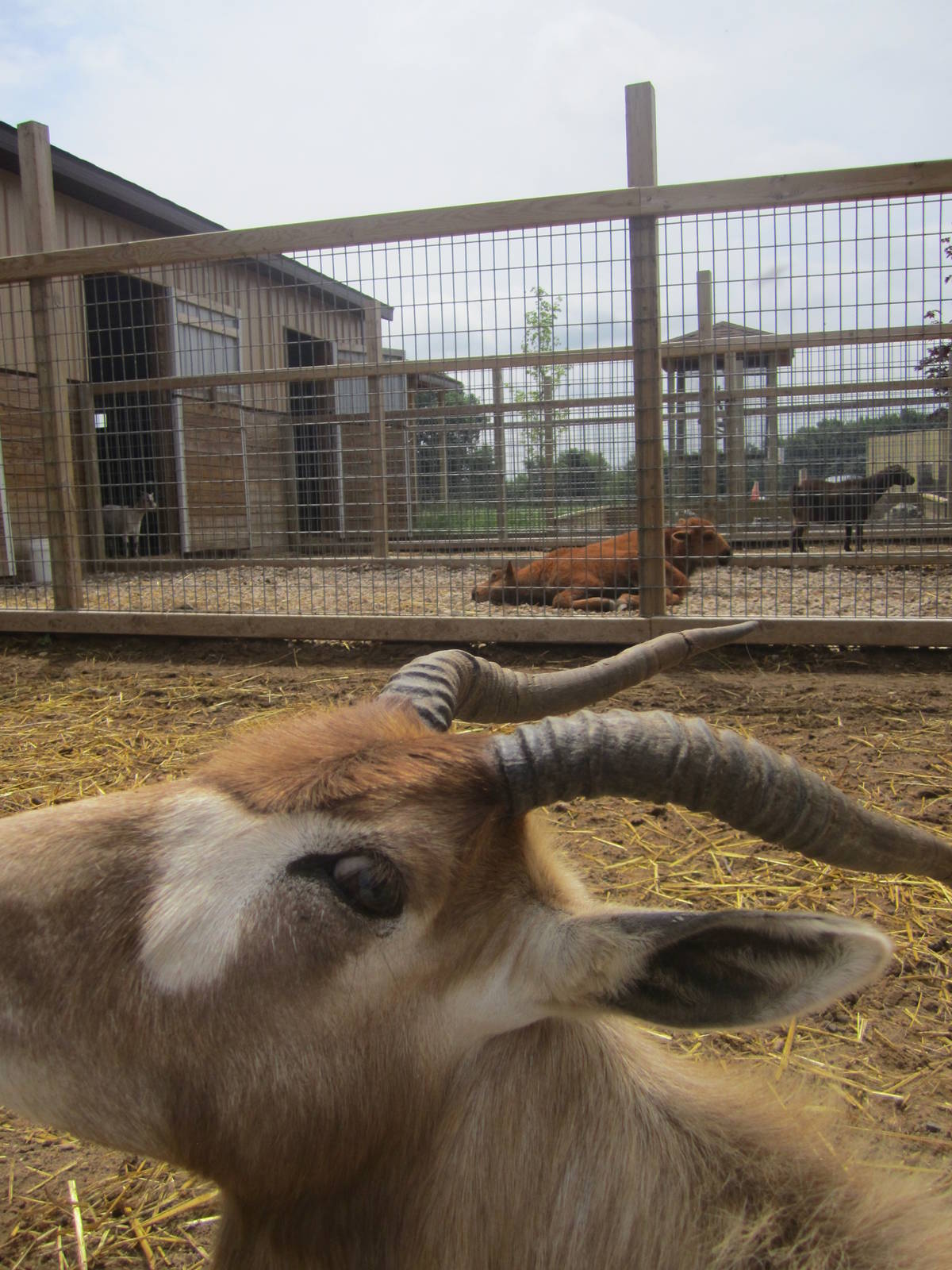 Addax Calf Eyeing the Camera