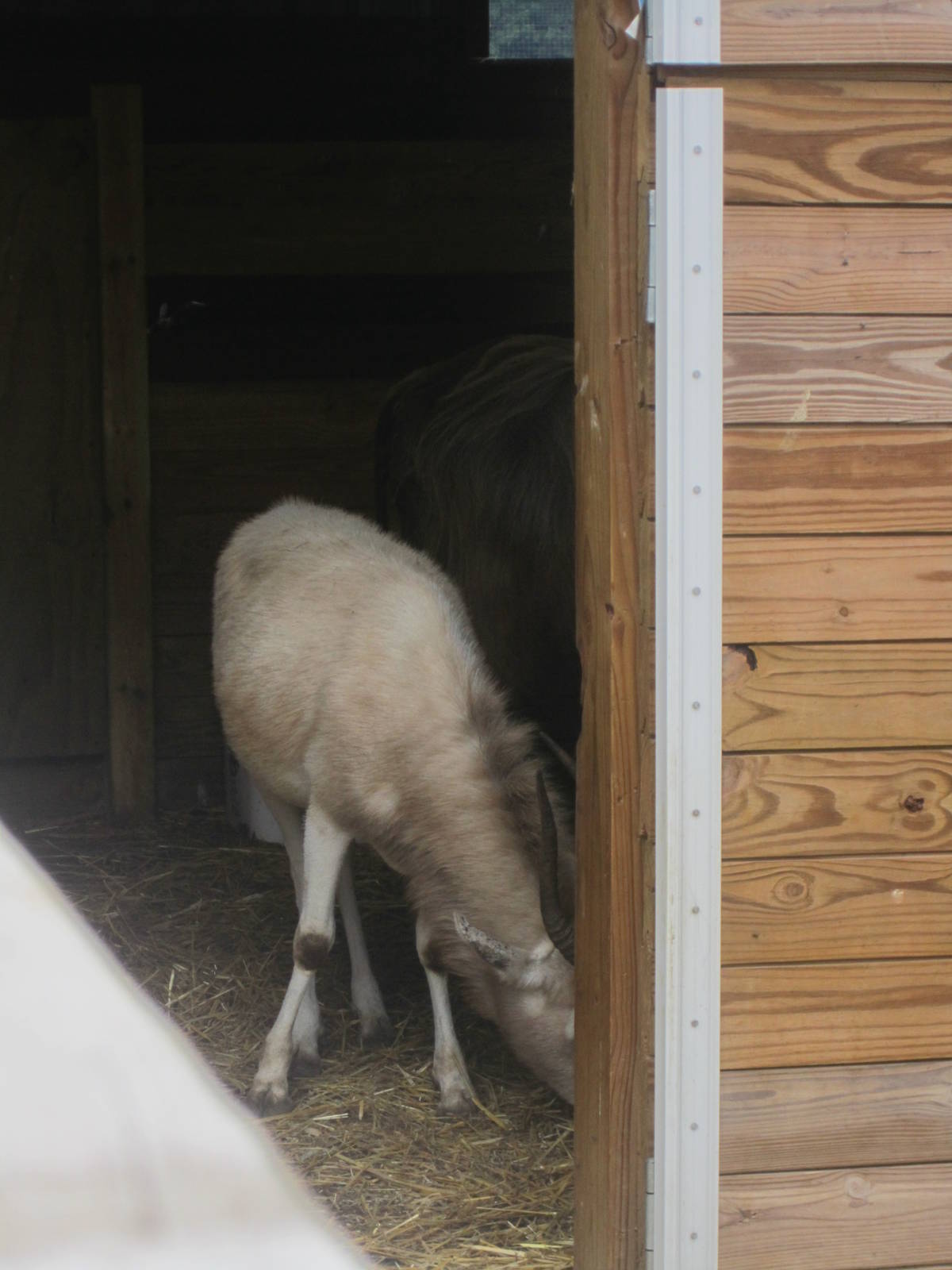 Addax Calf Glimpse