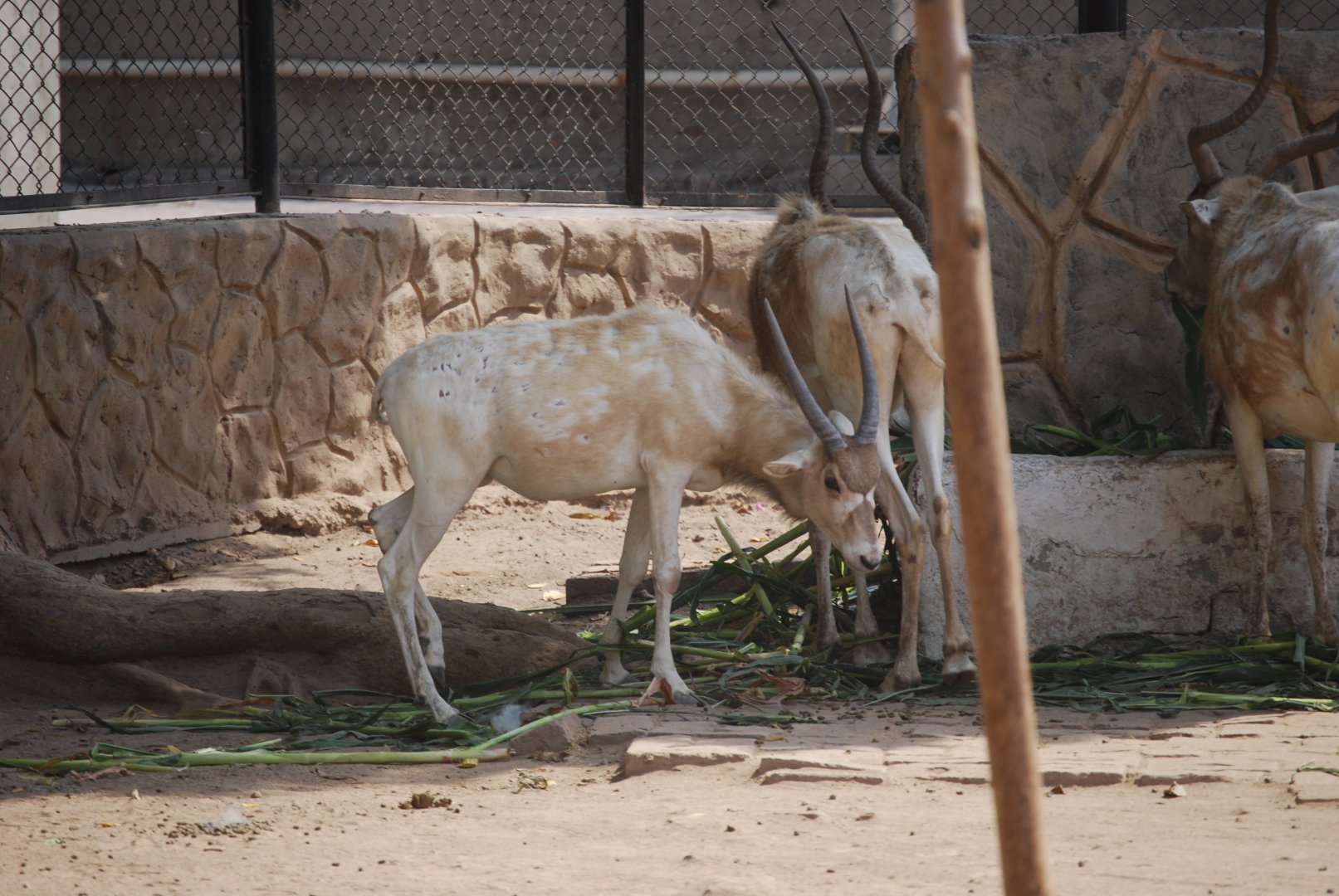 Addax calf -  Lahore zoo 26/4/2025